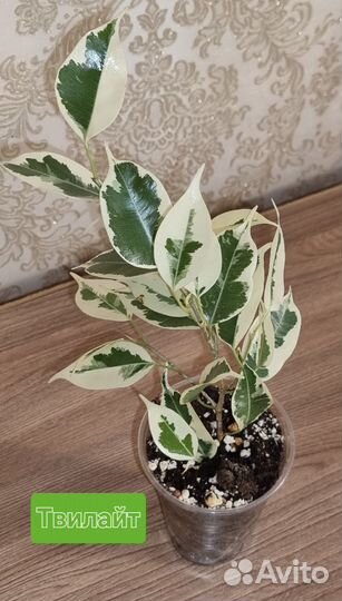 Фикус Бенджамина