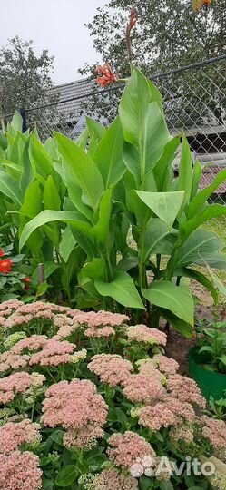 Клубни канны