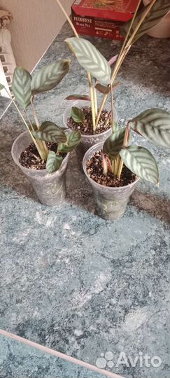 Комнатные цветы