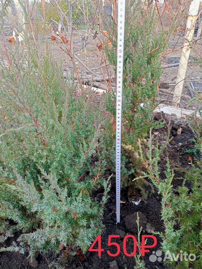 Можжевельники и Туи