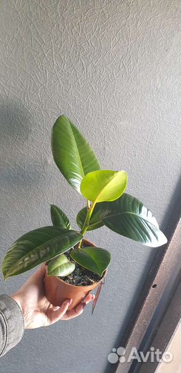 Фикус робуста