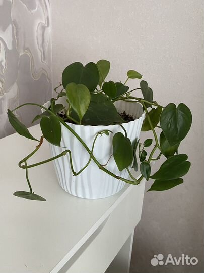 Вьющиеся комнатные растения. Крупномеры