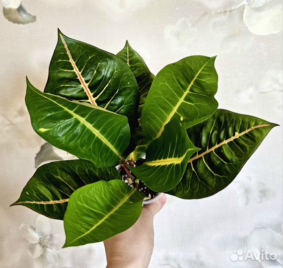 Кротоны монена, жёлтая айстон, pragai thong