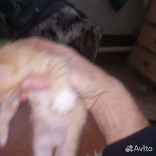 Кошки в добрые руки