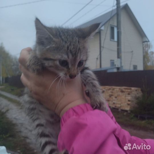 Котята