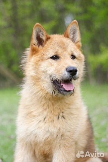 Акита ину в добрые руки метис