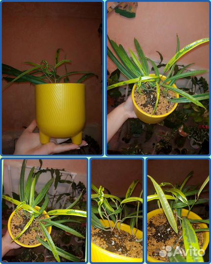 Сортовой фикус Амстел голд вар. В горшке