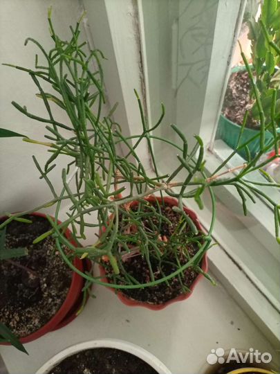 Пеларгония герань