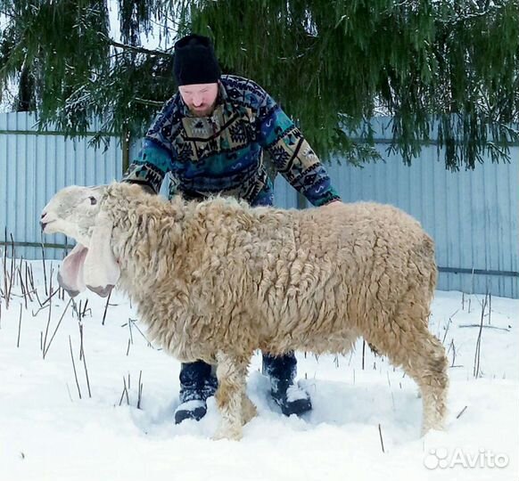 Овцы Кайла думба