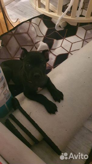 Кане -корсо