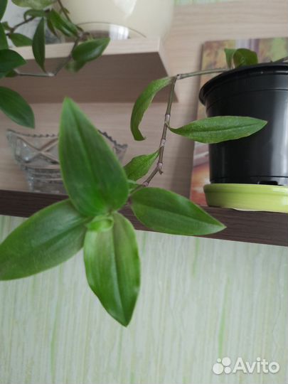 Традесканция зебрина и зелёная