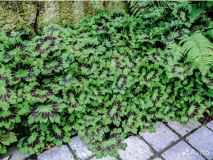 Многолетники садовые