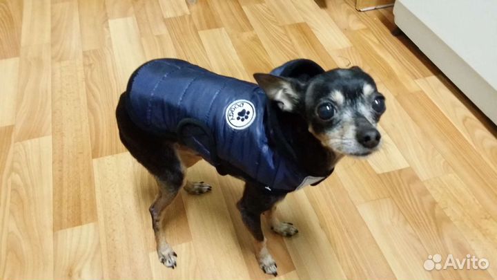 Комбинезоны для собак мелких пород
