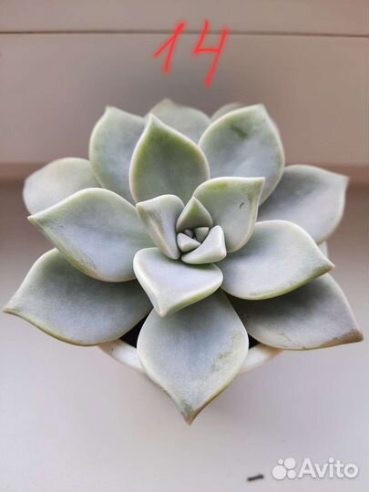 Цветы суккуленты