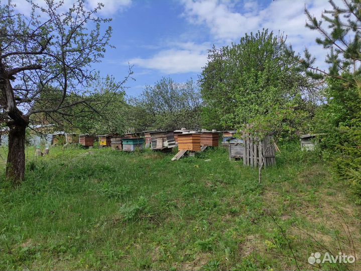 Продам пчел и пасеку