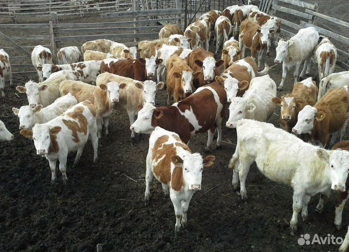 Телята бычки на выбор с доставкой до двора