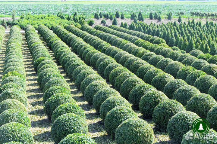 Туя шаровидная красивая