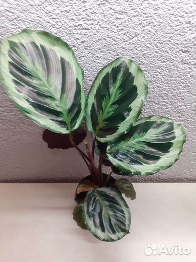 Калатея Марион