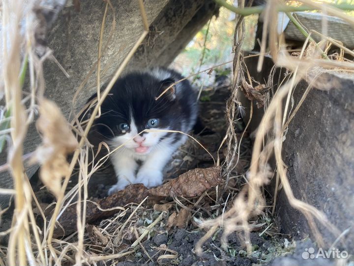 Котенок в добрые руки