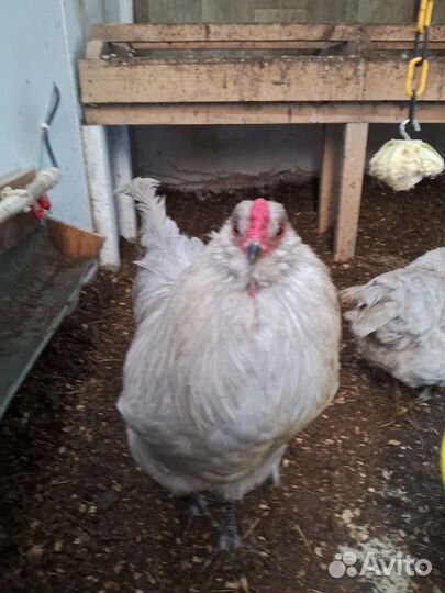 Яйцо инкубационное америукана лаванда