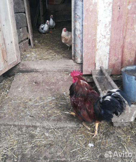 Куры петухи
