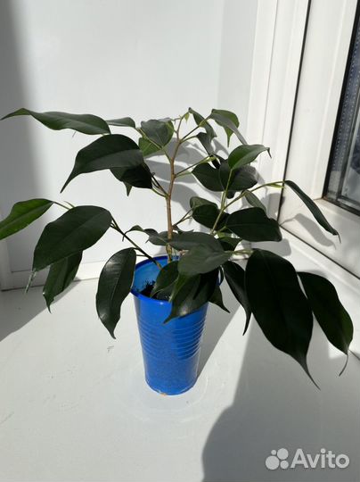 Фикус бенджамина