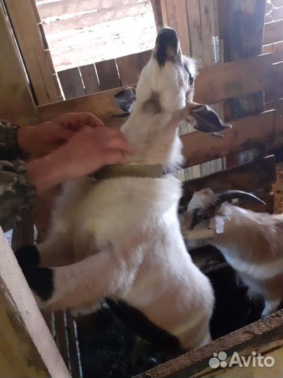 Козел альпийский