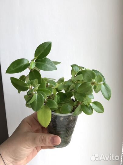 Пеперомия Пикси