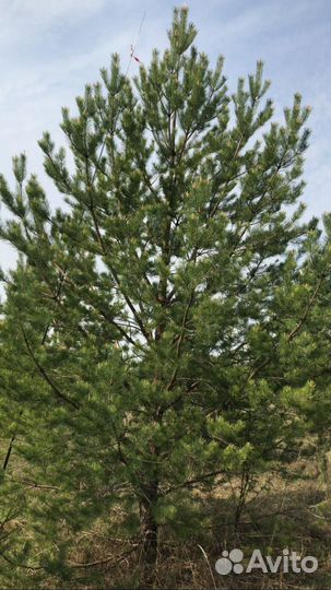 Сосна обыкновенная