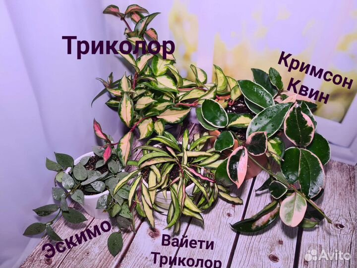 Хойя Кримсон Квин, Триколор, Вайети. Восковой плющ