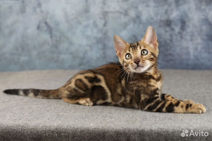 Элитные бенгальские котята