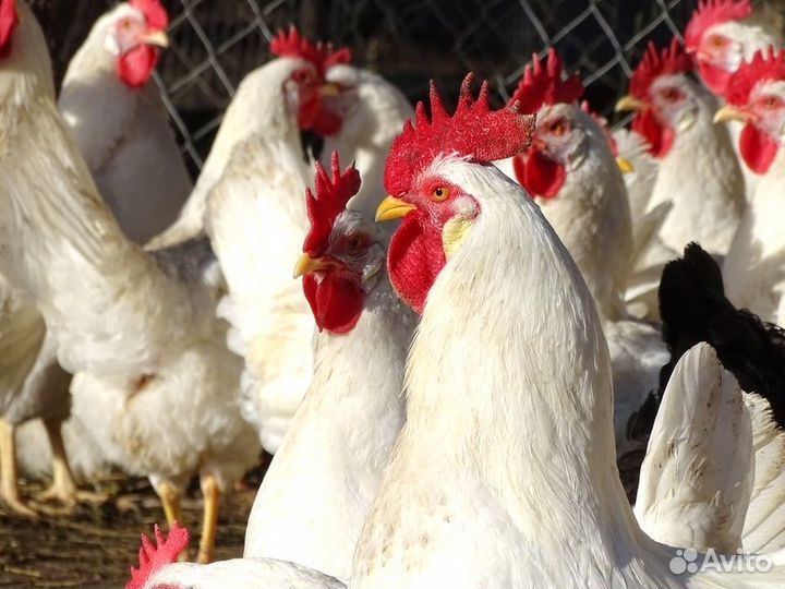 Куры несушки Кросс Коралл порода