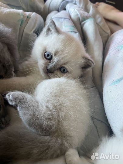 Персидская