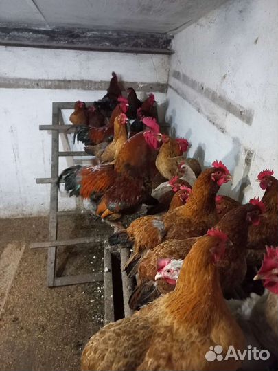 Цыплята суточные