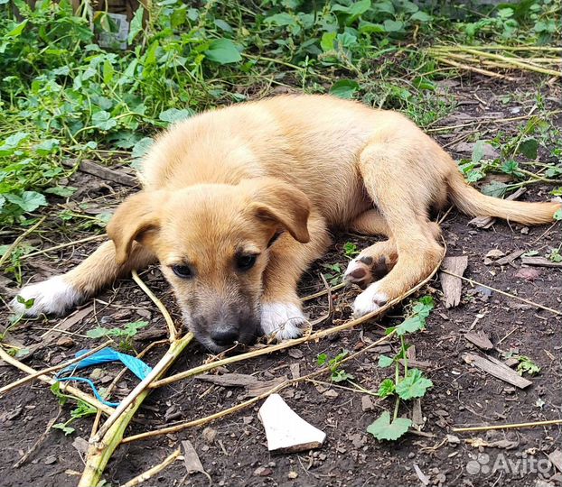 Щенок, девочка