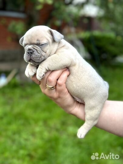 Французский бульдог