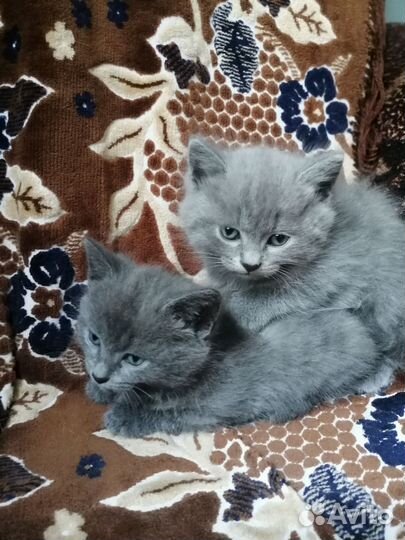 Британская