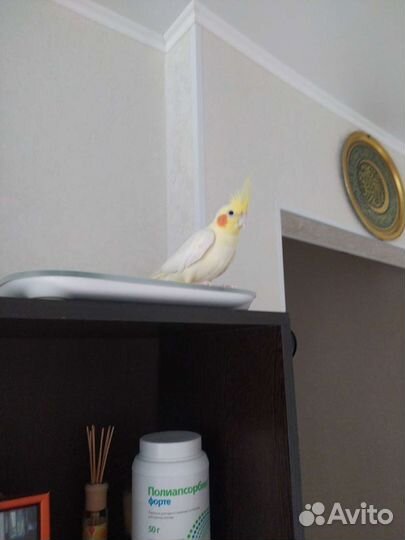 Попугай корелла мальчик