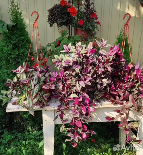 Сортовые традесканции