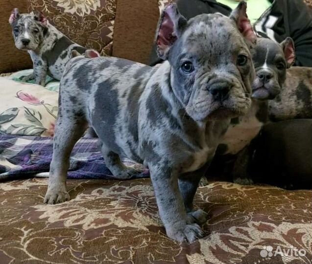 Американский булли покет