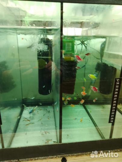 Аквариумные рыбки, попугаи, хомяки, свинки, крысы