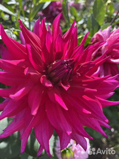 Георгины клубни