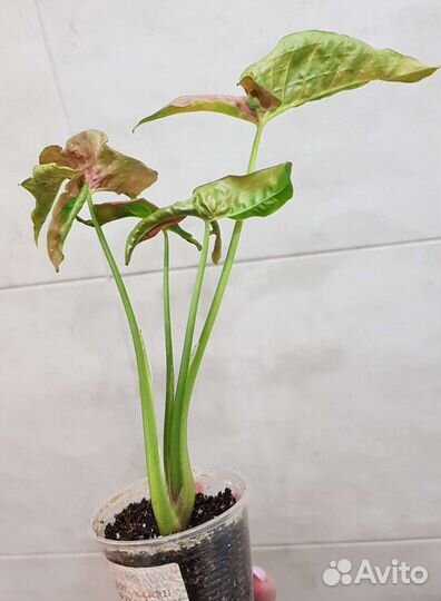 Сингониумы lava marble