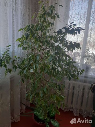 Фикус бенджамина