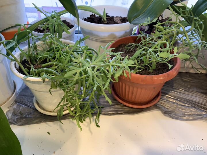 Комнатный цветок