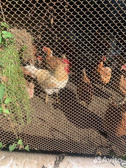 Продажа кур и петуха