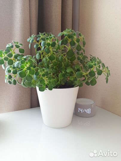 Цветок - семейное счастье