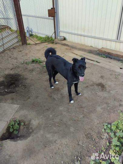 Отдам в добрые руки