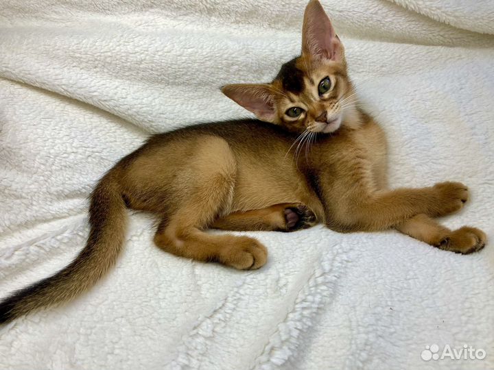 Абиссинские девочки