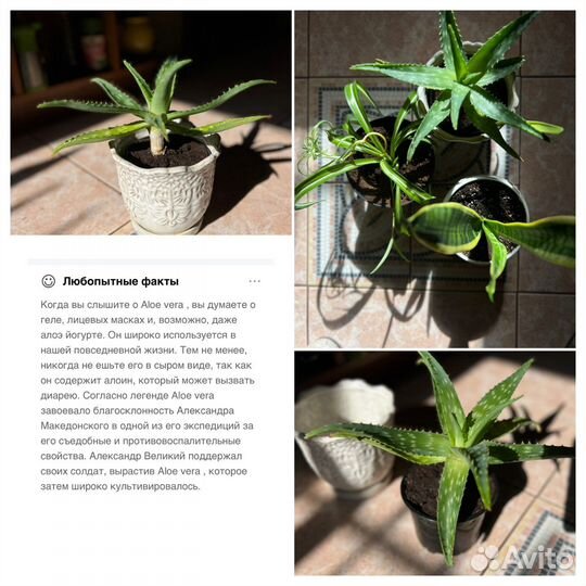 Сансевиерия трёхполосная - сортовая и др